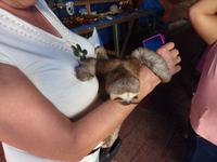 119 Amazonas - junges Faultier