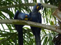 142 Pantanal - blaue Araras