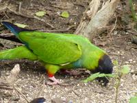 147 Pantanal - Sittich Maracana