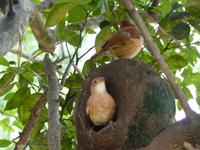 150 Pantanal - Töpfervogel