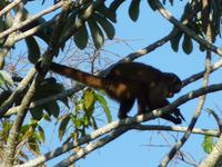157 Pantanal - weiblicher Brüllaffe