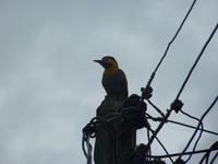 170 Pantanal - Specht