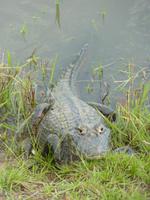 173 Pantanal - Warum kuckt der bloß so grimmig