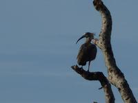 179 Pantanal - Ibis