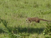 180 Pantanal - Nasenbär