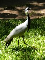 214 Iguazu - Vogelpark Parque das Aves