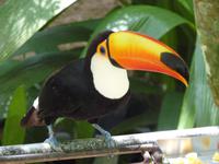 217 Iguazu - Vogelpark Parque das Aves