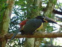 218 Iguazu - Vogelpark Parque das Aves