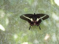 226 Iguazu - Vogelpark Parque das Aves