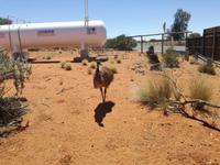 Von Alice zum Ayers Rock