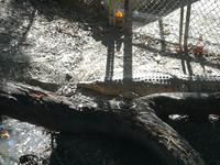 Wildlife Habitat in Port Douglas