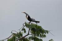 Karamundu Schlangenhalsvogel