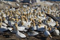 Lamberts bay 1