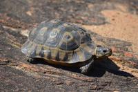 Schnabelbrust Schildkröte