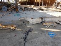 Oman, Sur, Dhau Werft