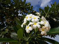 Oman, Muskat, Franchipani