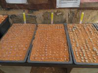 Lithops