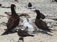Great Barrier Reef - Michaelmas Cay