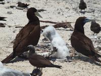 Great Barrier Reef - Michaelmas Cay