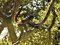 Safari-Park, Guatemala