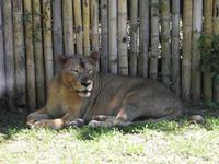 Safari-Park, Guatemala