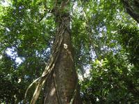 Nationalpark Carara