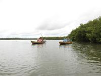 Fahrt durch die Mangroven