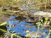Everglades