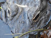 Alligator