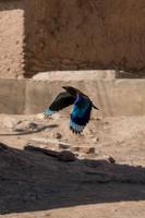 Oman, Birkat Al Mauz, Blauer Vogel