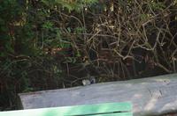 Besuch des Golden Gate Parks in San Francisco