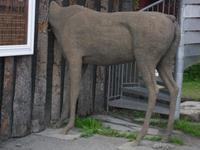 geteilter Elch in Lillehammer