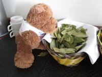 Bär möchte auch Coca