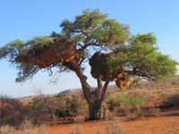 riesige Webervögelnester