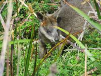 Great Ocean Road - 12 Apostel