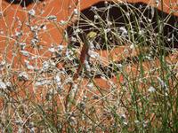 Von Alice zum Ayers Rock