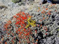 17 Tage Wanderreise Argentinien und Chile – Patagonien und Feuerland mit Buenos Aires – Nationalpark Los Glaciares mit El Chalten und Perito Moreno – Nationalpark Torres del Paine – Feuerland – Ushuaia (100)