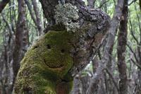 17 Tage Wanderreise Argentinien und Chile – Patagonien und Feuerland mit Buenos Aires – Nationalpark Los Glaciares mit El Chalten und Perito Moreno – Nationalpark Torres del Paine – Feuerland – Ushuaia (304)