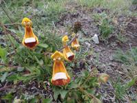 17 Tage Wanderreise Argentinien und Chile – Patagonien und Feuerland mit Buenos Aires – Nationalpark Los Glaciares mit El Chalten und Perito Moreno – Nationalpark Torres del Paine – Feuerland – Ushuaia (550)