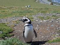 17 Tage Wanderreise Argentinien und Chile – Patagonien und Feuerland mit Buenos Aires – Nationalpark Los Glaciares mit El Chalten und Perito Moreno – Nationalpark Torres del Paine – Feuerland – Ushuaia (698)