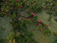 17 Tage Wanderreise Argentinien und Chile – Patagonien und Feuerland mit Buenos Aires – Nationalpark Los Glaciares mit El Chalten und Perito Moreno – Nationalpark Torres del Paine – Feuerland – Ushuaia (912)