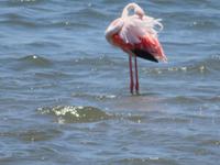 Walfisch Bay