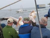 Walfisch Bay Bootsausflug