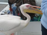 Walfisch Bay Bootsausflug