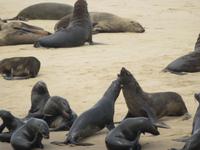 Walfisch Bay Robbenkolonie