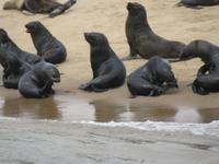 Walfisch Bay Robbenkolonie