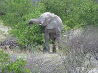 Etoscha der erste Elefant