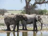 Etoscha Elefanten am Wasserloch