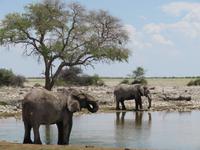 Etoscha am Wasserloch