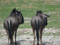 Gnu's von hinten